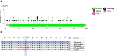 Germline Compound Heterozygous Variants Identified in the STXBP2 Gene Leading to a Familial Hemophagocytic Lymphohistiocytosis Type 5: A Case Report